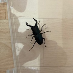 ノコギリクワガタ♂