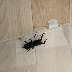 ノコギリクワガタ♂の画像