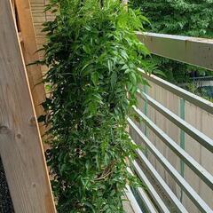 ハゴロモジャスミン　大株　オベリスクごとの画像