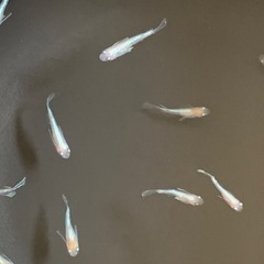 【めだか】プラチナリアルロングフィン(ピンクタイプ)10匹＋αで...