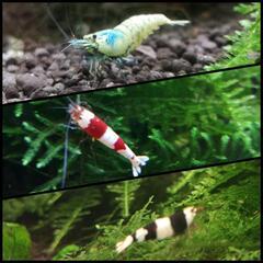 ビーシュリンプ繋がり