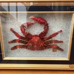 花咲ガニのはくせいの画像