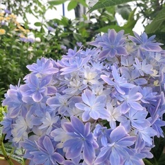 あじさい　万華鏡