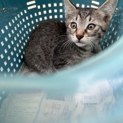 野良猫子猫里親募集 - 佐久市