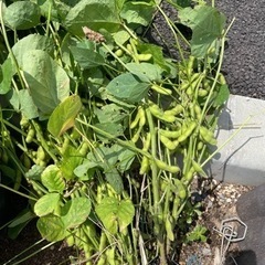 枝豆　無農薬栽培です