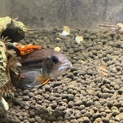 カカトゥオイデス　ダブルレッド　オス　プラス稚魚の画像