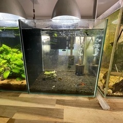 カカトゥオイデス　ダブルレッド　オス　プラス稚魚の画像