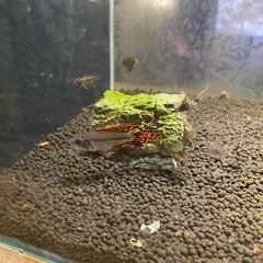 カカトゥオイデス　ダブルレッド　オス　プラス稚魚
