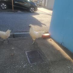 4月産まれの烏骨鶏のオス