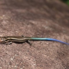 ニホントカゲについて