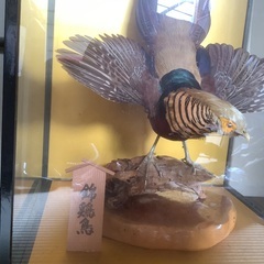 錦鶏鳥　剥製の画像