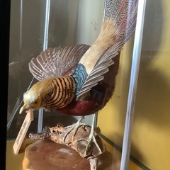 錦鶏鳥　剥製の画像