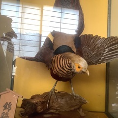 錦鶏鳥　剥製の画像