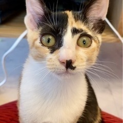 ※トライアル中　三毛の子猫おかかちゃん里親募集