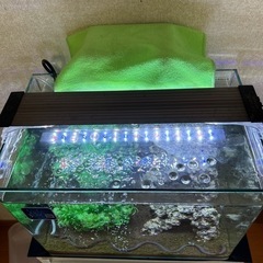 グッピーと水槽　LEDライト　濾過器全てです。の画像
