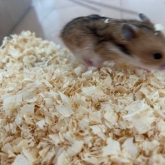 ゴールデンハムスターの赤ちゃん