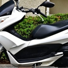 HONDA PCX125 JF28 車体の画像