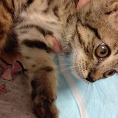 幸運のかぎしっぽ！フワフワ明るいキジトラ女の子 - 猫
