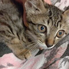 幸運のかぎしっぽ！フワフワ明るいキジトラ女の子 − 茨城県