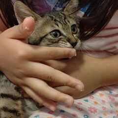 幸運のかぎしっぽ！フワフワ明るいキジトラ女の子 - 里親募集