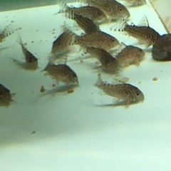 完売しました。ありがとうございました。水槽関連　コリドラス　ステ...