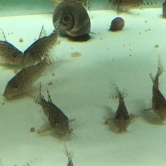完売しました。ありがとうございました。水槽関連　コリドラス　ステルバイ　2cm前後　1尾500円の画像