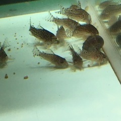 完売しました。ありがとうございました。水槽関連　コリドラス　ステルバイ　2cm前後　1尾500円の画像