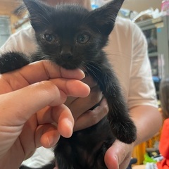 【諏訪市】子猫　2ヶ月の女の子　姉妹　人に馴れてます。