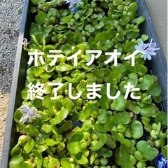 【差し上げます】ホテイアオイのみ終了しました🙇‍♀️フロッグピッ...