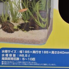 アカヒレ8匹と水槽と照明の画像
