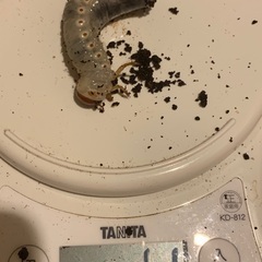 サイカブトの幼虫 （バラタスサスマタサイカブト）