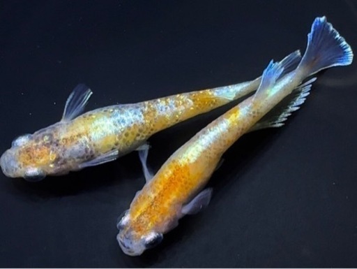めだか 20匹➕α 紅白系 ワイドフィン ミックス  メダカ
