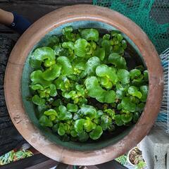 ホテイアオイ　ムラサキゴテン　芭蕉