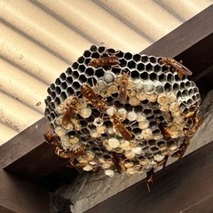 即日対応可能！蜂の巣駆除ならお任せ下さい！