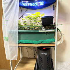 水道水で１年半育てたワサビの画像