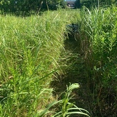 🌈草刈り🌈千葉県　相談無料 - 長生郡