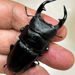国産オオクワガタ（久留米産）♂64ミリ　♀46ミリ