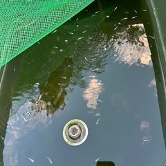 幹之フルボディ 鉄仮面 メダカ若魚 6匹500円