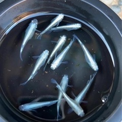 幹之フルボディ 鉄仮面 メダカ若魚 6匹500円の画像