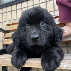 ニューファンドランド仔犬　女の子里親募集中