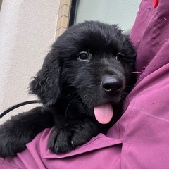 ニューファン仔犬　男の子里親さん募集中