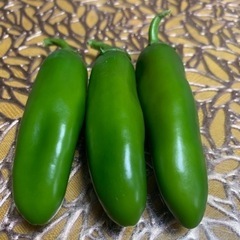 朝どり　ハラペーニョ　３個１００円