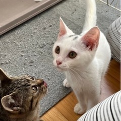 うさぎみたいに可愛いいもふもふ白にゃん🩷甘えん坊のキジくん🩷