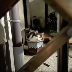 ダルメシアン柄のちび猫ちゃん