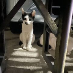 甘えん坊のハチワレちゃん