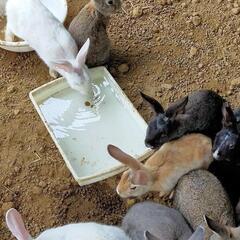 かわいい🐰うさぎを無料でもらってください!!