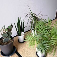 終了    出品観葉植物買っていただける方向けの画像