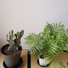 終了    出品観葉植物買っていただける方向けの画像