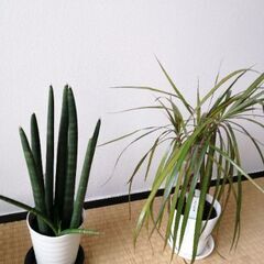 終了    出品観葉植物買っていただける方向けの画像