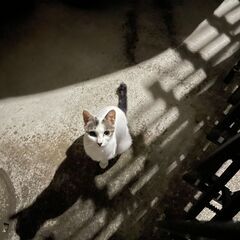 アイラインくっきり美猫ちゃんお気に入りから解除する